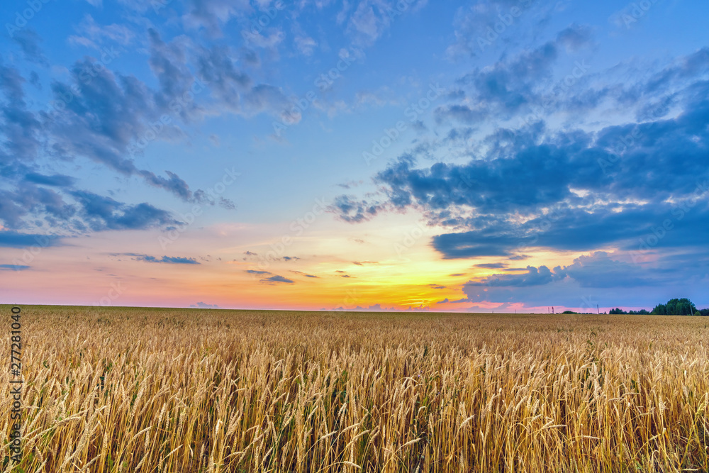 Sunset above the wheat field in european countryside