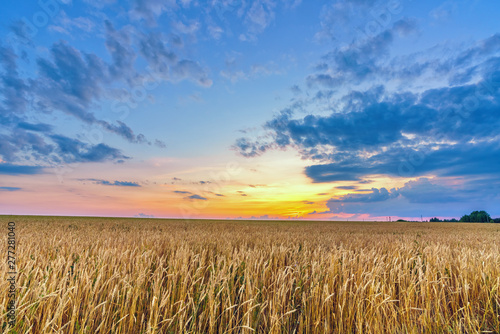 Sunset above the wheat field in european countryside