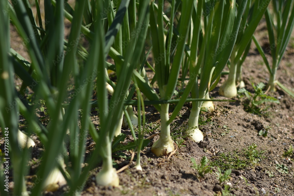 Obraz premium 玉ねぎ