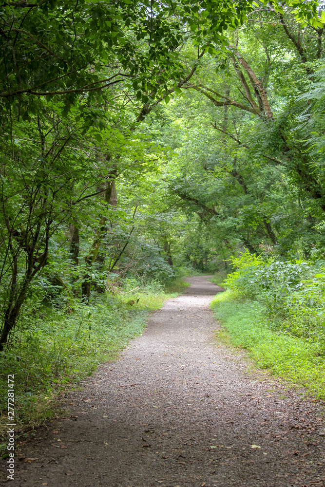 Obraz premium looking down a trail