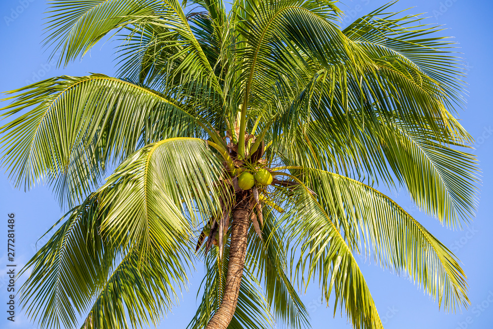 Green leaves of coconut palm tree against the blue sky. Nature travel concept Green leaves of coconut palm tree against the blue sky. Nature travel concept