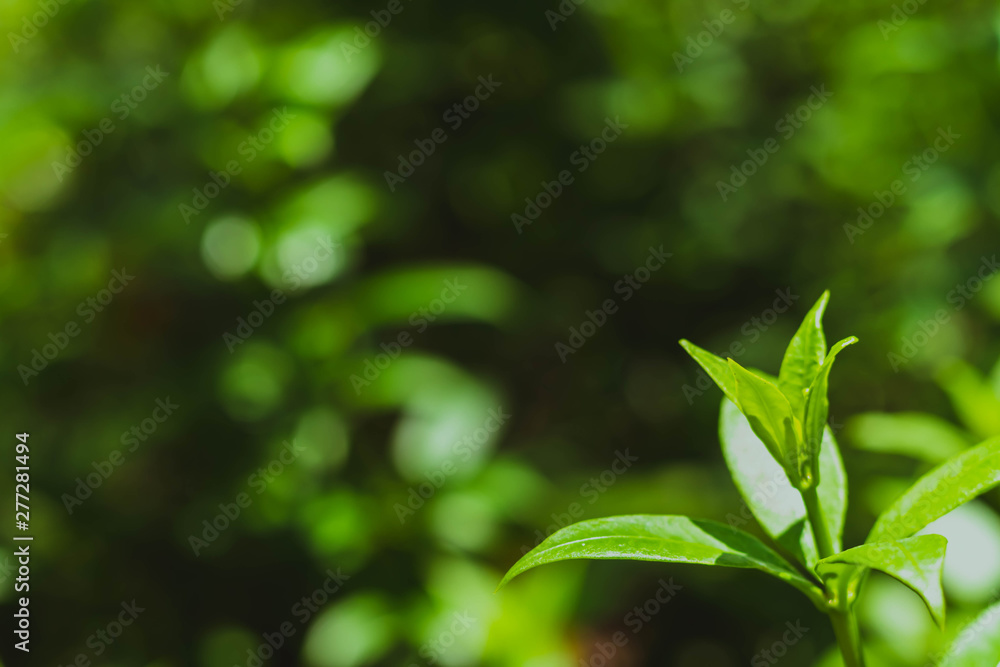 Close up of green leaves with beautiful blurred bokeh background of green garden Close up of green leaves with beautiful blurred bokeh background of green garden