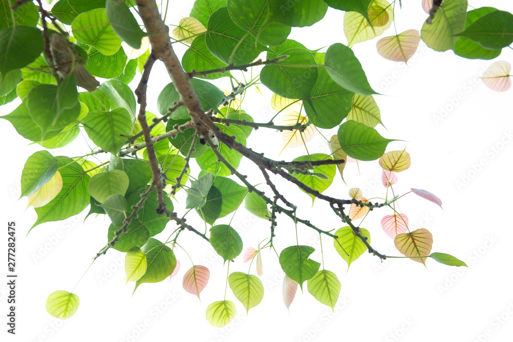 Bodhi leaves isolated on White background or Peepal Leaf from the Bodhi tree,  Sacred Tree for Buddhist Stock Photo | Adobe Stock