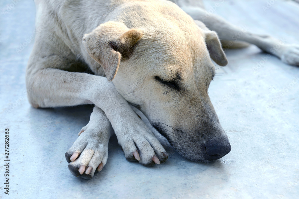 lonely stray dog sleeping on the street lonely stray dog sleeping on the street