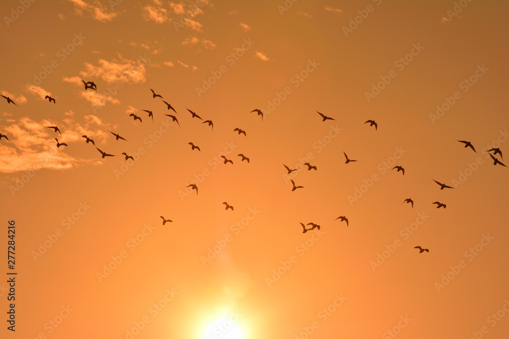 Naklejka Sunset and flock of birds