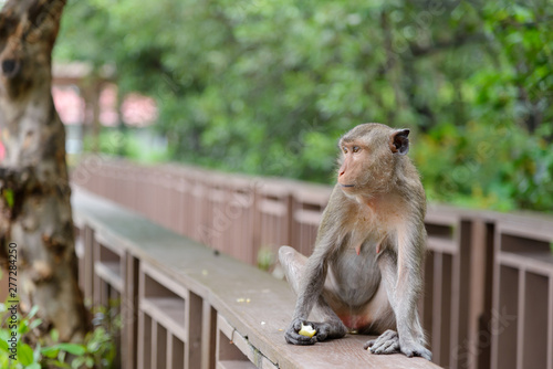 Portrait of monkey sitting on wooden handrail of the walkway in Thailand © bigy9950