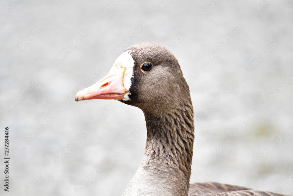 A closeup of Greater Front-Whited Goose. Burnaby Lake BC Canada A closeup of Greater Front-Whited Goose. Burnaby Lake BC Canada