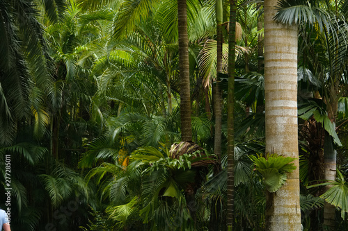 Tropical palm leaves, floral pattern background