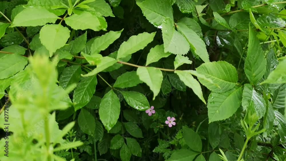 Lush green foliage after rain, slow pan down ending on small pink flowers. Lush green foliage after rain, slow pan down ending on small pink flowers.