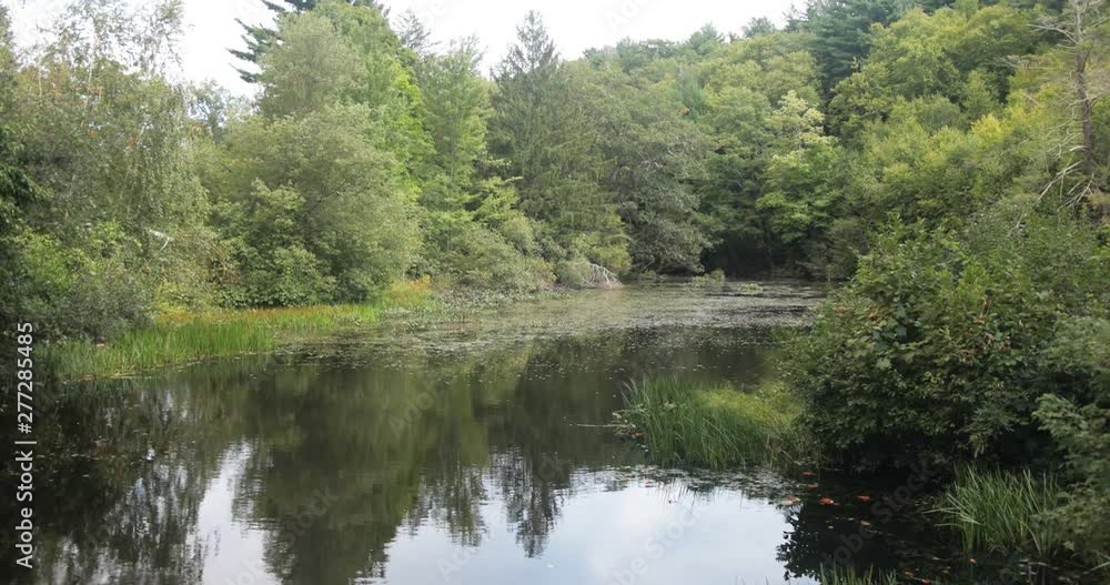 Serene pan of pond in green forest trail Serene pan of pond in green forest trail