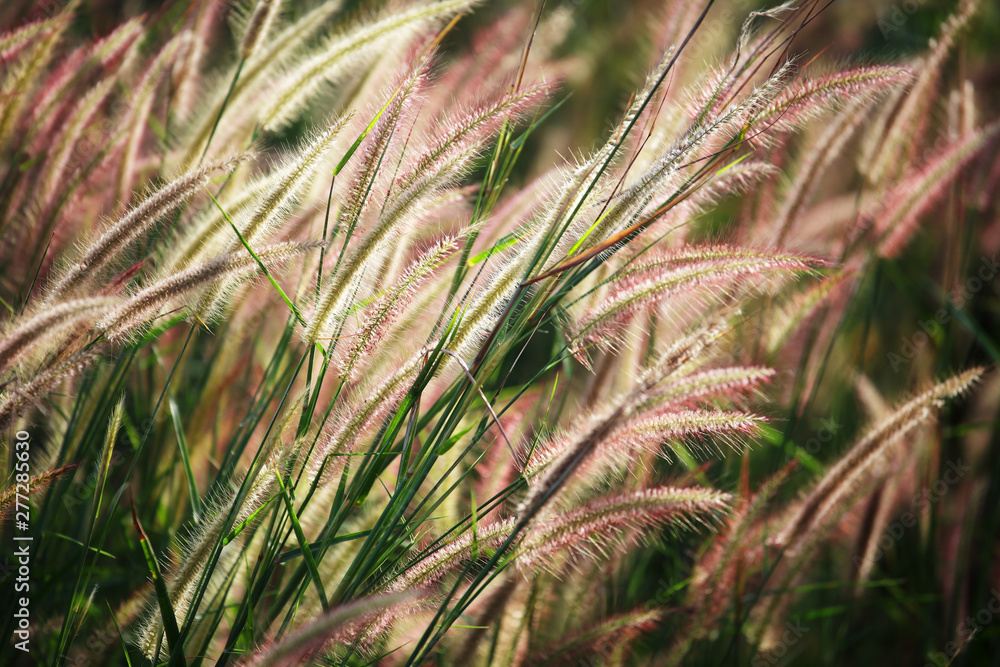 beautiful reeds grass flower background