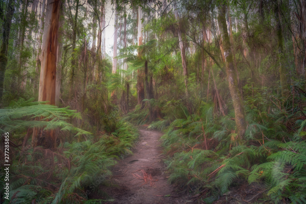 Obraz premium path in the lush forest