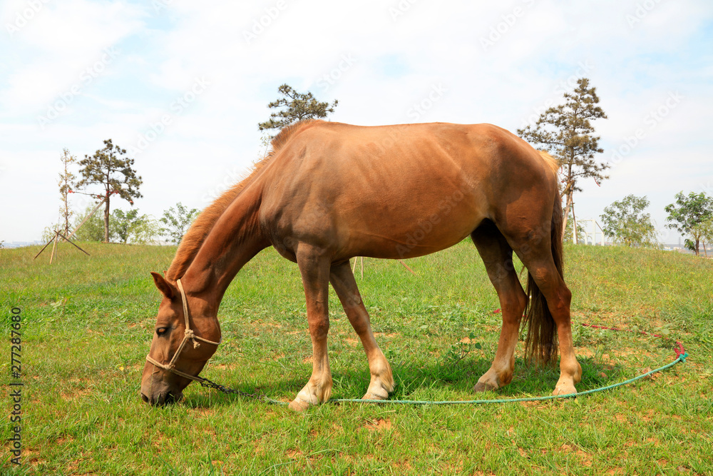 horse eating grass horse eating grass