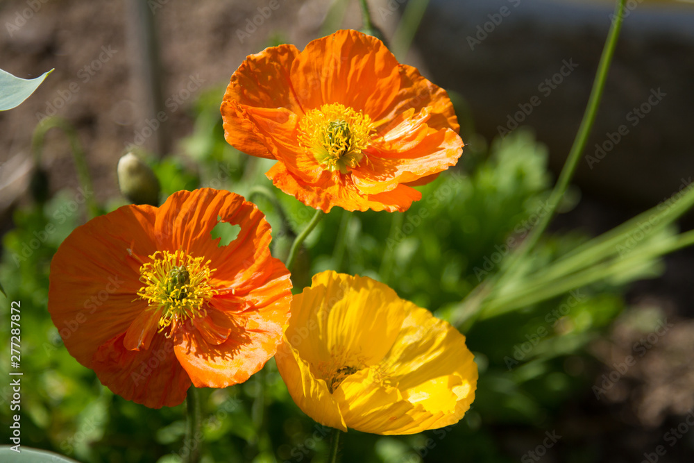 close-up of red poppy blossoms