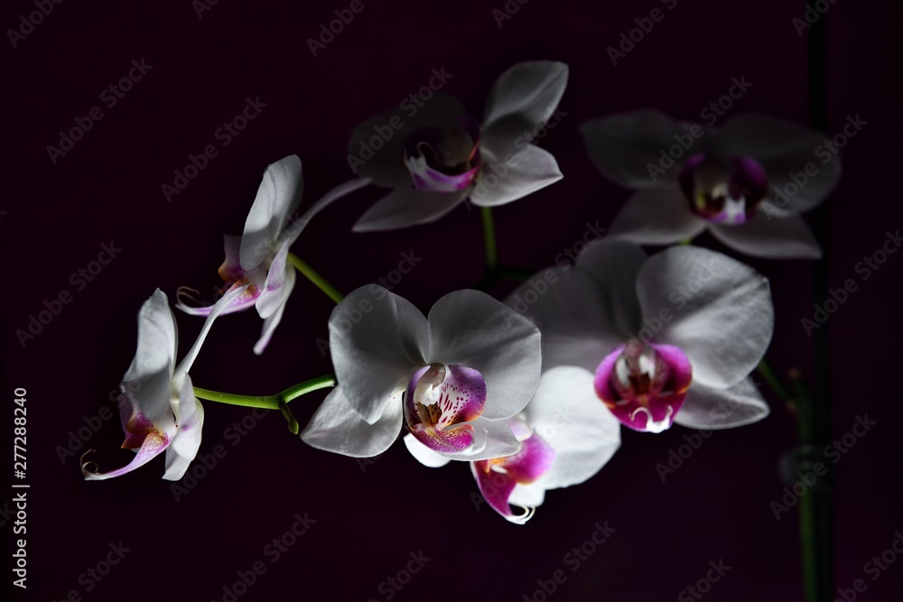 Beautiful white orchid with purple center lit by lightning from below. Beautiful white orchid with purple center lit by lightning from below.