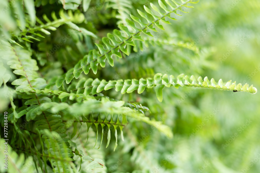 green fern with leaves on the wall green fern with leaves on the wall