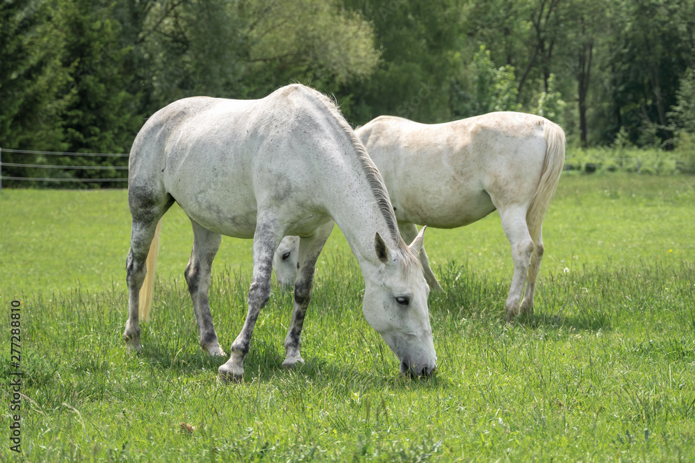 Horses standing on a field with green grass