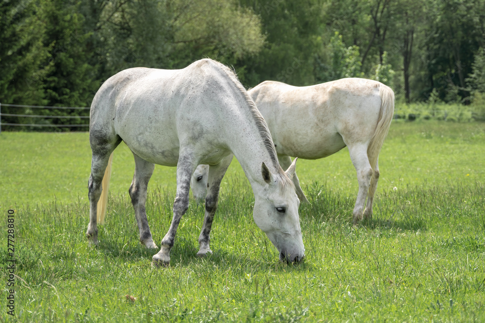 Horses standing on a field with green grass Horses standing on a field with green grass