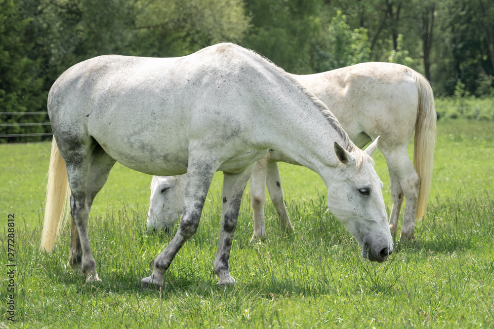 Horses standing on a field with green grass Horses standing on a field with green grass