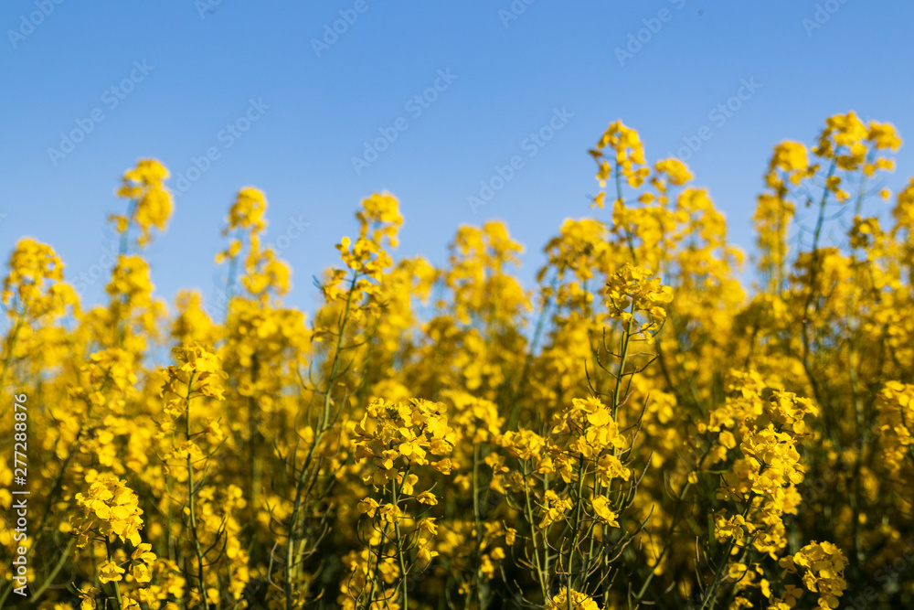 Canola flowers in full bloom standing in a large field against a blue sky. Taken in southern Sweden during sunset outside the town of Glumslöv.