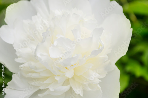 white peony close-up, delicate flower from the garden, background flower photo © zyryanova