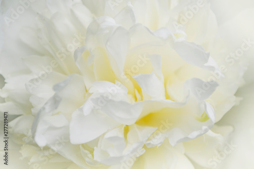 white peony close-up, delicate flower from the garden, background flower photo © zyryanova