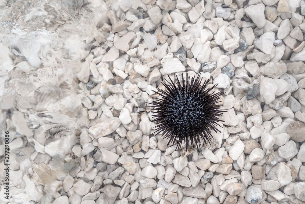 Fototapeta premium Sea urchin on the beach with stones