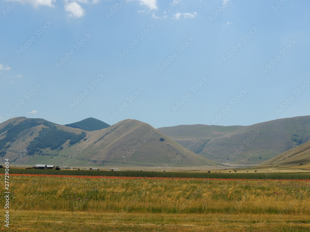 Flowering of lentils in Castelluccio di Norcia, Umbria, Italy. Flowering of lentils in Castelluccio di Norcia, Umbria, Italy.