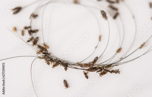 Lice in hair and comb on white background