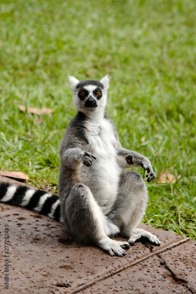 Obraz premium cool young lemur sitting on a pathway