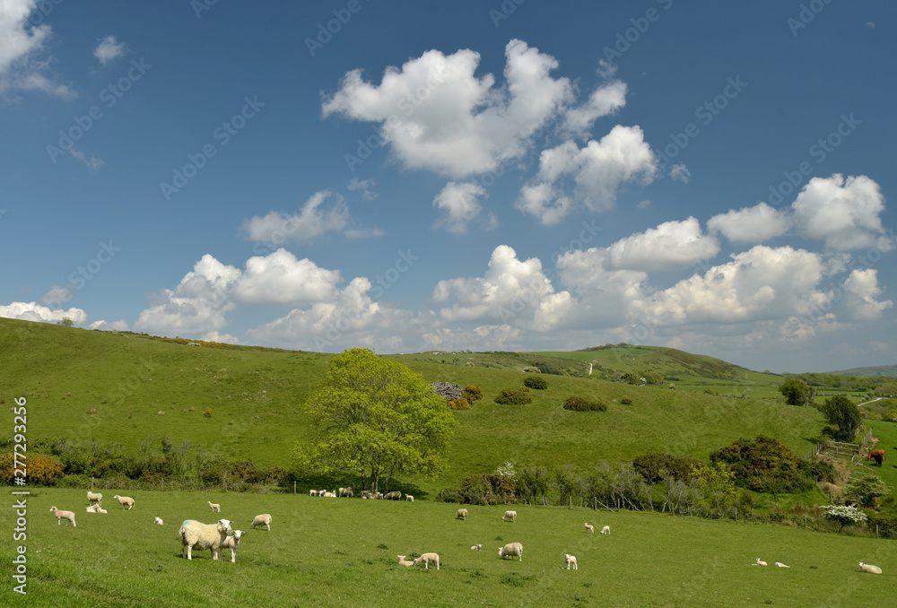 Sheep grazing in the valley near the ruined village of Tyneham in Dorset Sheep grazing in the valley near the ruined village of Tyneham in Dorset