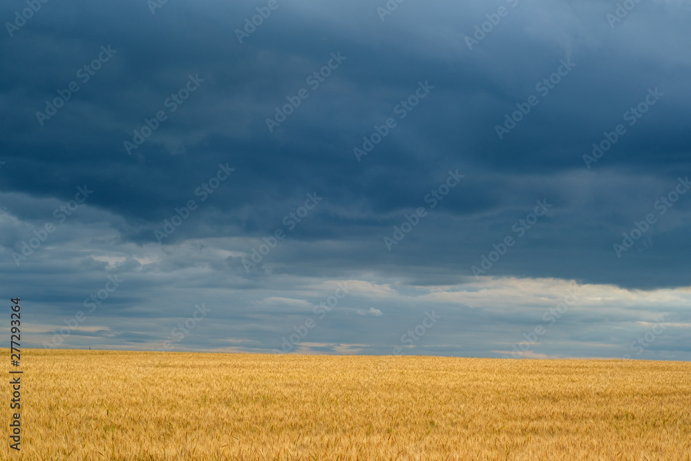 Golden rye on the background of thick evening clouds. summer landscape