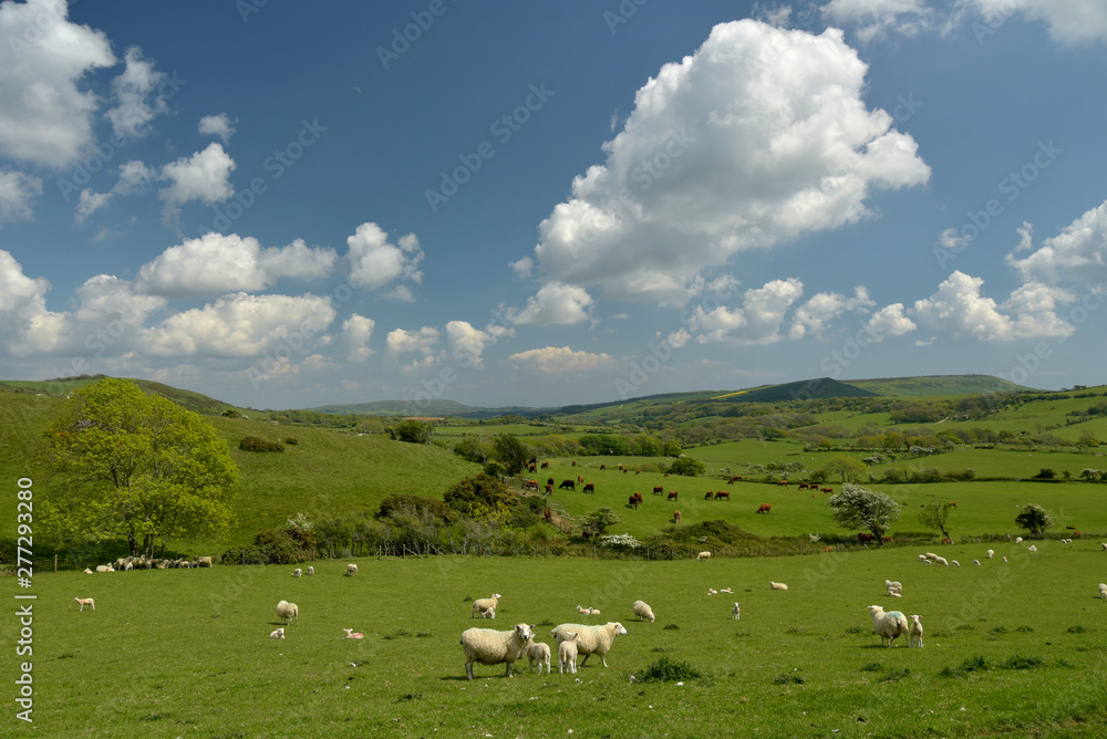 Sheep grazing in the valley near the ruined village of Tyneham in Dorset Sheep grazing in the valley near the ruined village of Tyneham in Dorset