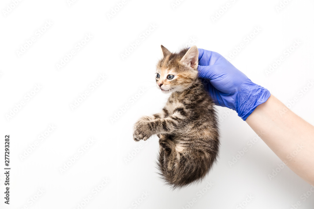 Obraz premium Checkup and treatment of kitten by a doctor at a vet clinic isolated on white background, vaccination of pets, holding by the collar.