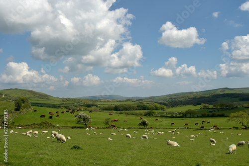 Sheep grazing in the valley near the ruined village of Tyneham in Dorset © davidyoung11111