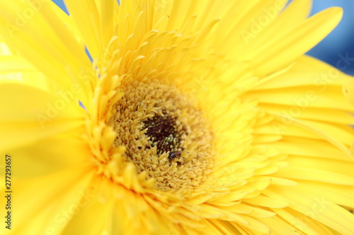 closeup of yellow flower