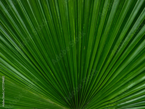 Beautiful fresh green palm leaf pattern