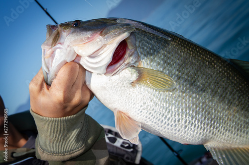 Bass fish in the hand of a fisherman