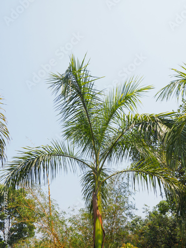 Coconut palm tree against a blue sky in haze in Kochi  Kerala  India