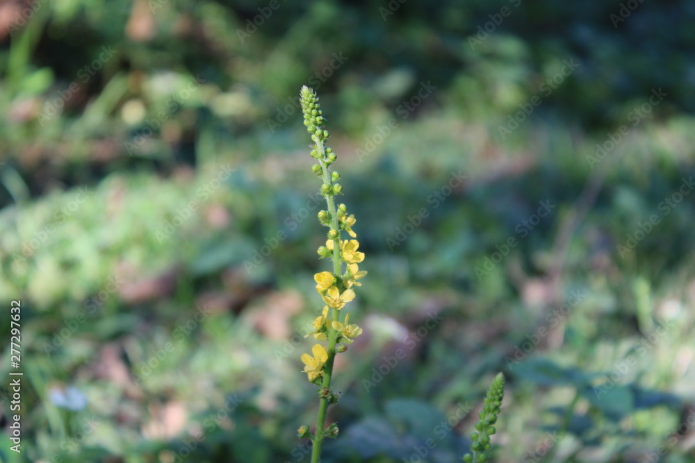 Fototapeta premium flower in the forest