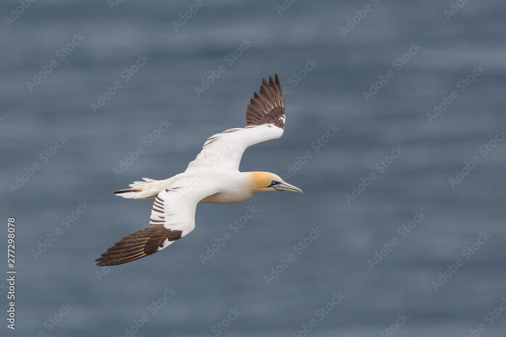 close-up one gannet (morus bassanus) in flight, blue sea close-up one gannet (morus bassanus) in flight, blue sea