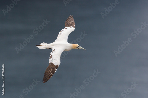 one flying gannet (morus bassanus), blue sea, spread wings