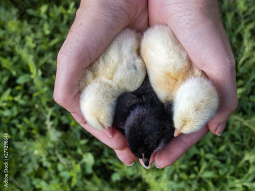 Small yellow and black chickens in the girl hands.