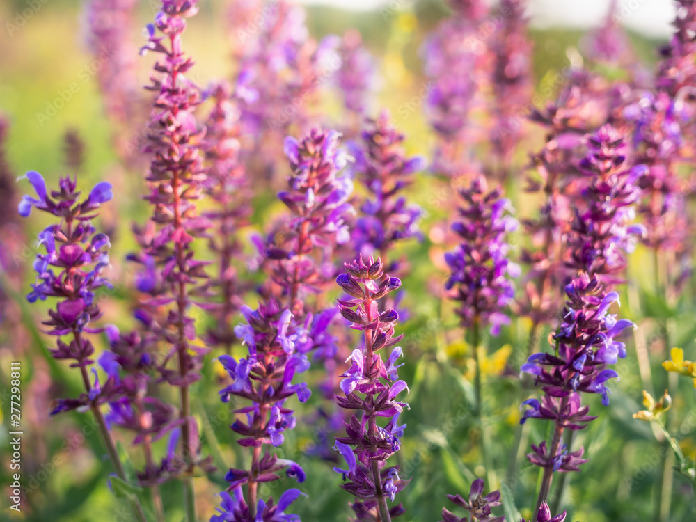Obraz premium Beautiful purple sage flowers blooms in the summer meadow. Flower background.