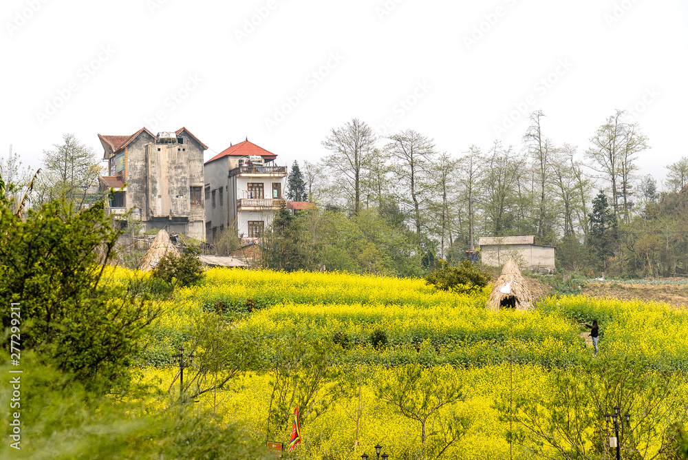 The blooming yellow flower fields in Fansipan peak mountain the highest mountain in Indochina in Sapa, Vietnam. The blooming yellow flower fields in Fansipan peak mountain the highest mountain in Indochina in Sapa, Vietnam.