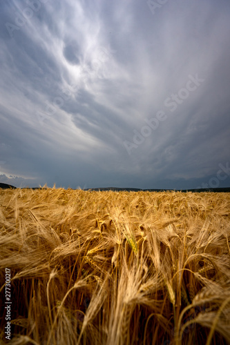 tormentas de verano sobre campos de cultivo de trigo con amapolas en España 