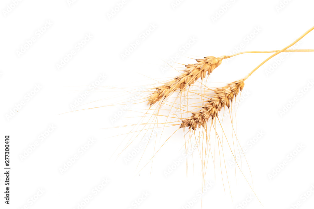 Obraz premium Wheat ears close up on white background .