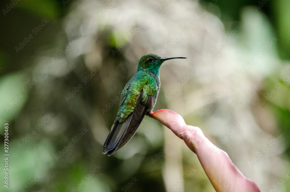 Fototapeta premium Hummingbird on a leaf