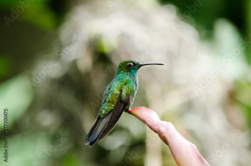 Hummingbird closed eyes © Jose