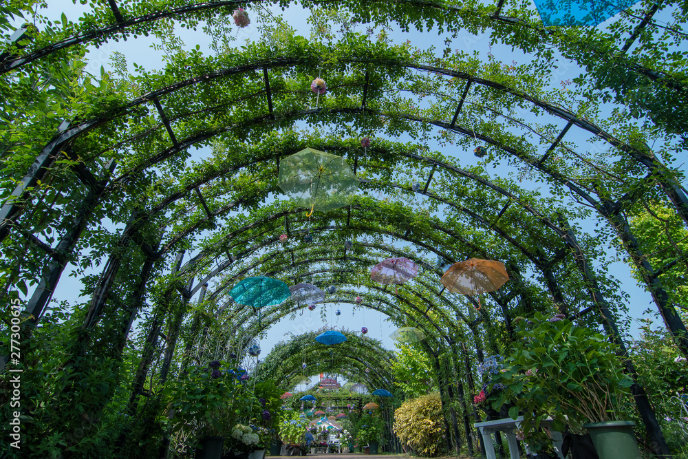 Naklejka premium 晴れの日の傘